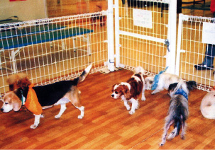 世界の犬猫展